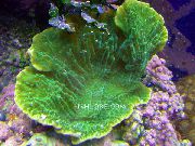 морские кораллы жесткие Монтипора зеленоватый для аквариума,