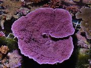 морские кораллы жесткие Монтипора фиолетовый для аквариума,