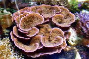 морские кораллы жесткие Монтипора коричневый для аквариума,