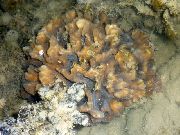 морские кораллы жесткие Пектиния коричневый для аквариума,
