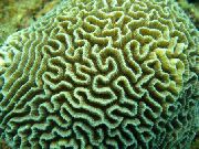 zelena Platygyra Koralja  foto
