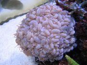 Bulle Corail rose