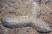 szürke Nyelv Korall (Papucs Korall) (Polyphyllia talpina) fénykép