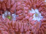 röd Ananas Korall (Blastomussa) foto