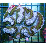 Symphyllia Coral светло плава