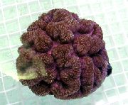 Symphyllia Coral браон