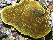 Cup Coral (Pagoda Coral) браон
