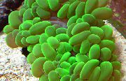 Perla Koralov zelená
