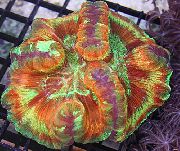 variegado Cérebro Cúpula Coral (Wellsophyllia) foto
