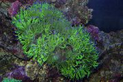 Élégance Corail, Étonnant vert