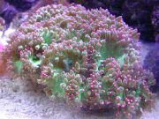 Élégance Corail, Étonnant rose
