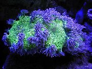 lila Elegans Korall, Konstigt Korall (Catalaphyllia jardinei) foto