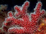 морские кораллы мягкие Альциониум красный для аквариума,