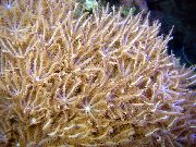 Waving-Hand Coral браон