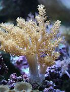 Albero Coralli Molli (Kenya Albero Di Corallo) giallo
