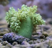 Copac Coral Moale (Kenya Copac Coral) verde