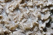 braon Star Polip, Cijev Koralja (Clavularia) foto