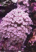 roze Star Polip, Cijev Koralja (Clavularia) foto
