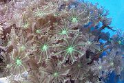 Polip Stele, Tub Coral verde