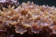 donn Polipes Clove (Cornularia) grianghraf