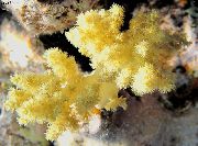морские кораллы мягкие Дендронефтия желтый для аквариума,