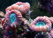 röd Fackla Korall (Candycane Korall, Trumpet Korall) (Caulastrea) foto
