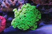 Torche Corail (Candycane Corail, Trompette Corail) vert