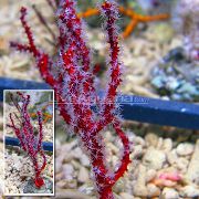 морские кораллы морские перья Диодогоргия красный для аквариума,