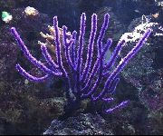 purpurne Mere Fänn (Euplexaura) foto