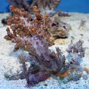 морские кораллы мягкие Лемналия коричневый для аквариума,