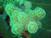 морские кораллы мягкие Лобофитум зеленоватый для аквариума,