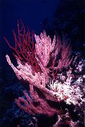 морские кораллы морские перья Менелла розовый для аквариума,
