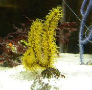 морские кораллы морские перья Менелла желтый для аквариума,