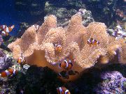 морские кораллы мягкие Саркофитон коричневый для аквариума,