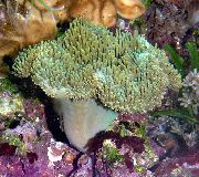 морские кораллы мягкие Саркофитон зеленоватый для аквариума,