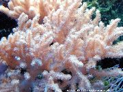 roze Sinularia Prst Koža Koralja  foto
