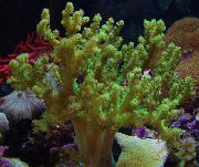 морские кораллы мягкие Синулярия зеленоватый для аквариума,