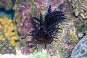 negru Crăciun Coral Copac (Coral Medusa) (Studeriotes) fotografie