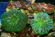 zöld Bagoly Szeme Korall (Gomb Korall) (Cynarina lacrymalis) fénykép
