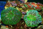 Corail Oeil De Hibou (Touche Corail) vert