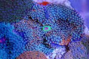 морские кораллы Дискоактиния флоридская для аквариума,