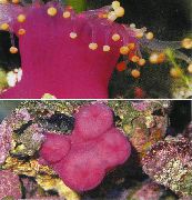 Corallimorph Kula (Pomarańczowa Piłka Zawilec) różowy