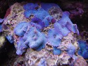 Discosoma Coeruleus sininen