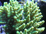 морские кораллы жесткие Акропора зеленоватый для аквариума, Acropora chesterfieldensis