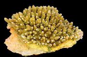 морские кораллы жесткие Акропора желтый для аквариума, Acropora Humilis