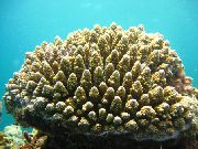 коричневий Акропора (Acropora) фото
