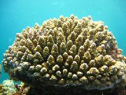 морские кораллы жесткие Акропора коричневый для аквариума, Acropora gemmifera