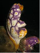 ホヤ、ホヤ モトリー