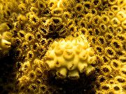 Valge Koordumist Zoanthid (Kariibi Meres Mat) kollane