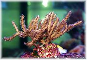 Pterogorgia marrón